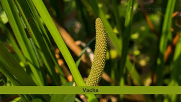 Vacha (Sweet Flag): The Complete Ayurvedic Guide to Benefits, Uses, Dosage & Traditional Wisdom