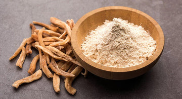 Safed Musli for Men: Spermatogenesis, Testosterone, & Clinical Efficacy
